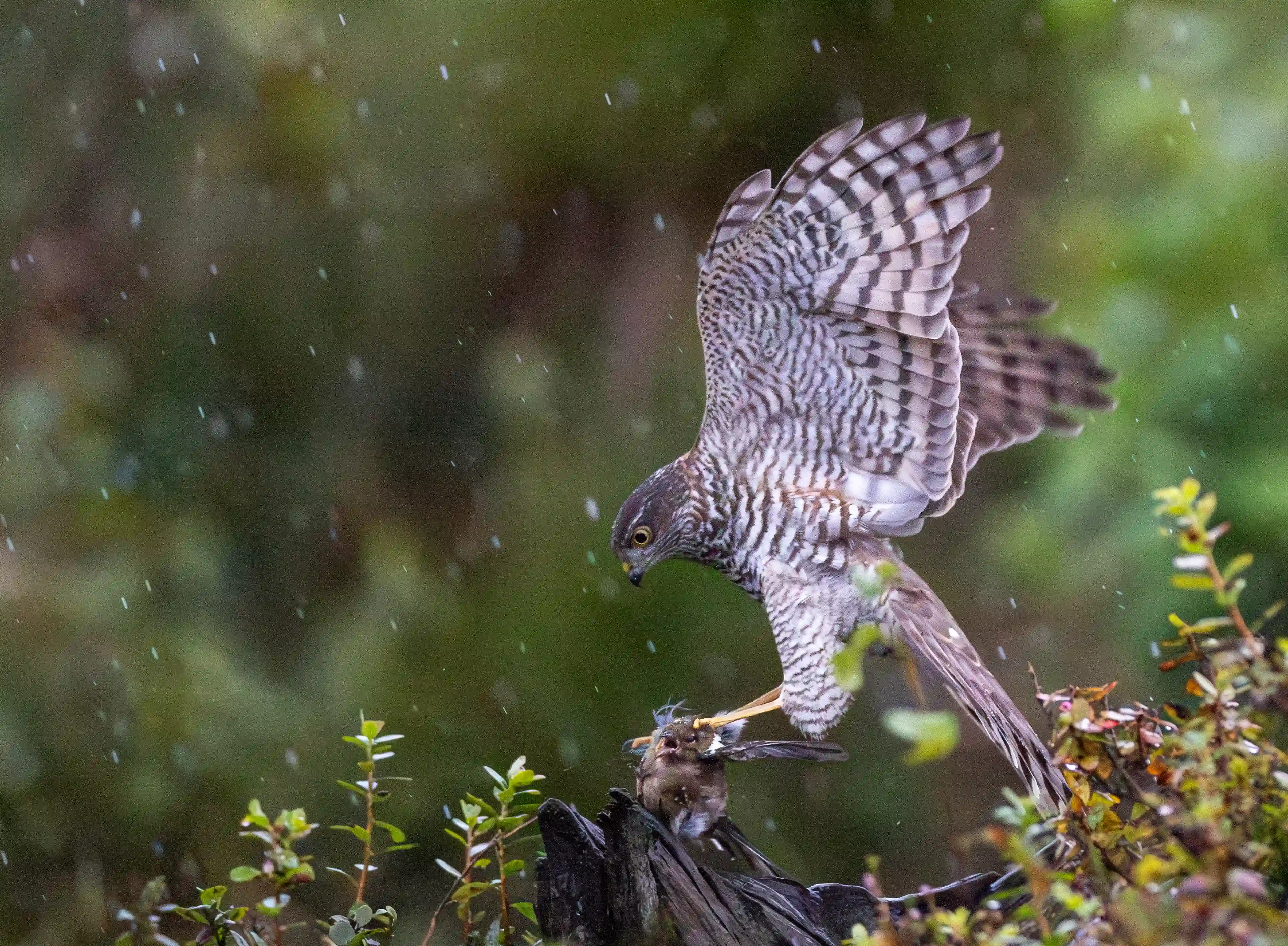 Autumn Norway gallery image 11
